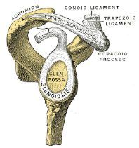 biceps labral complex